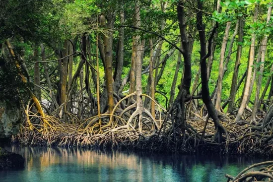 Mangrove forest on Qeshm Island