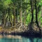 Mangrove forest on Qeshm Island