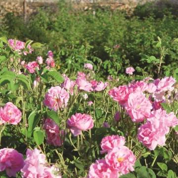 Rose Water Festival in land of turquoise domes!