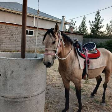 Horseback Tour “Living Samarkand: Nature, Peace & Freedom”