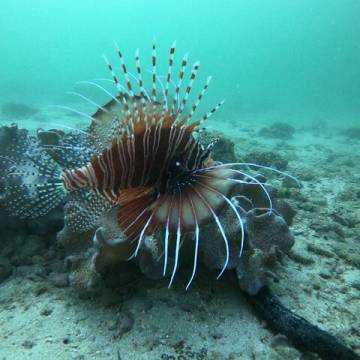 Snorkeling at Dimaniyat Islands and Dolphin Watching