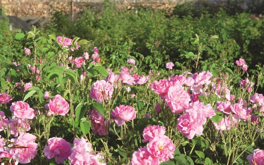 Rose Water Festival in land of turquoise domes!