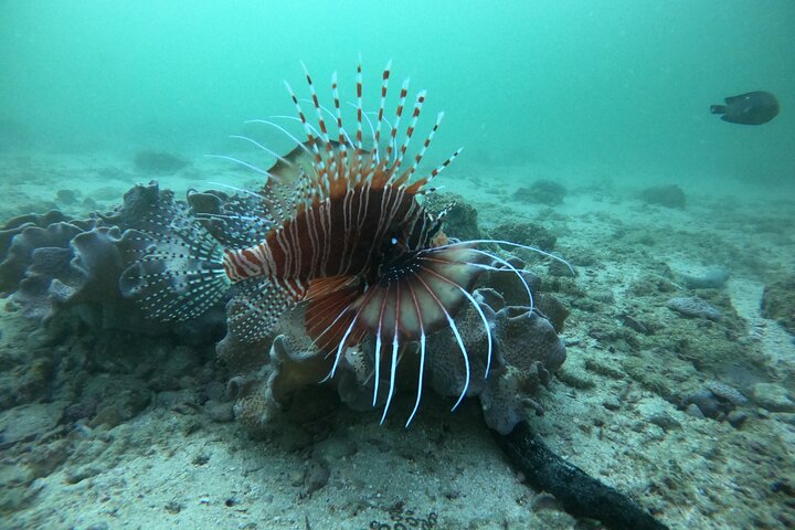 Snorkeling at Dimaniyat Islands and Dolphin Watching