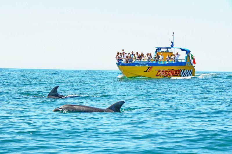 Muscat Dolphin Watching Tour
