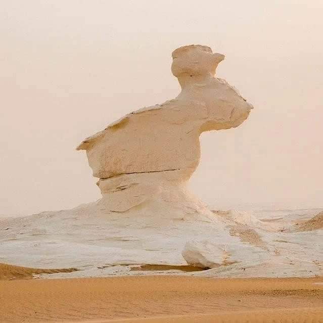 Black and white desert safari tour
